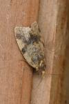 Epagoge grotiana