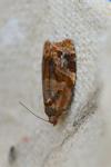 Ditula angustiorana