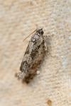 Zeiraphera isertana