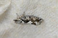 Zeiraphera isertana