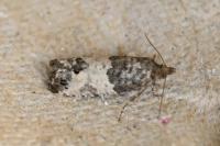 Spilonota ocellana