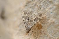 Alucita hexadactyla