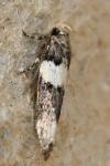 Recurvaria leucatella