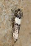 Recurvaria leucatella