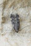 Dichomeris alacella