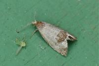 Notocelia uddmanniana