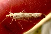 Ypsolopha alpella