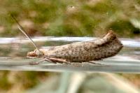 Ypsolopha alpella