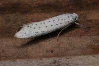 Yponomeuta evonymella