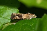 Eudemis porphyrana