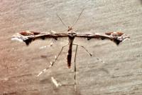 Amblyptilia acanthadactyla