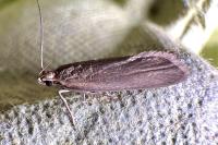 Acompsia cinerella