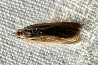 Acompsia cinerella