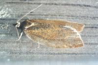 Clepsis consimilana