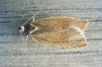 Clepsis consimilana
