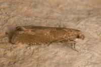 Pelochrista caecimaculana