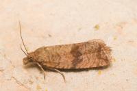Celypha striana