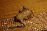 Apoda limacodes