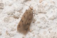 Borkhausenia