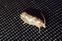 Epiblema foenella
