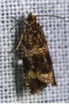 Celypha lacunana