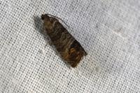 Cydia pomonella