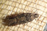 Teleiopsis diffinis