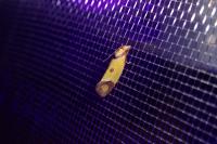 Agapeta zoegana
