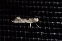 Paraswammerdamia albicapitella