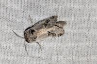 Parahypopta caestrum