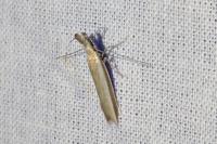 Pleurota aristella