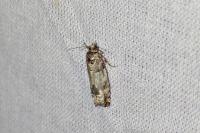 Epinotia thapsiana