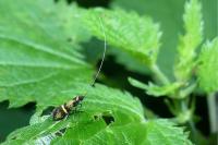 Nemophora associatella