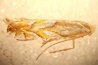 Phyllonorycter