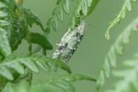Acleris literana