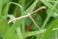Emmelina monodactyla