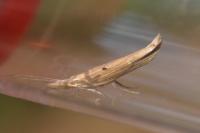 Ypsolopha nemorella