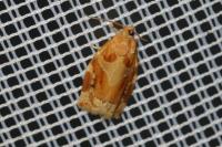 Archips xylosteana