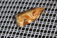Archips xylosteana