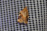 Archips xylosteana