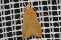 Helcystogramma rufescens