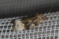 Apotomis capreana