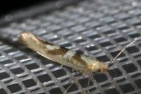 Argyresthia pygmaeella