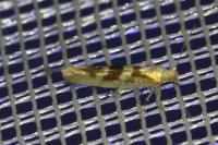 Argyresthia pygmaeella
