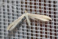 Adaina microdactyla/Hellinsia  carphodactyla