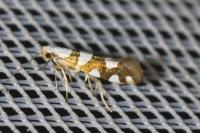 Argyresthia brockeella