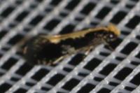Monopis obviella