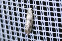 Paraswammerdamia nebulella