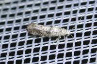 Paraswammerdamia nebulella