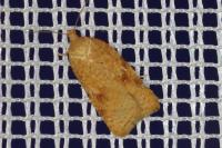 Acleris ferrugana/notana